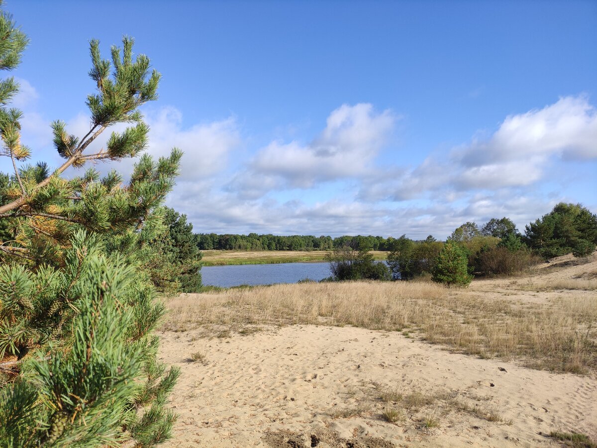 сосновый бор песчаное. снежинск сосны и дюны. сосновые дюны питер. песчаное сосновый. сосновый песчаный песчаный бор.