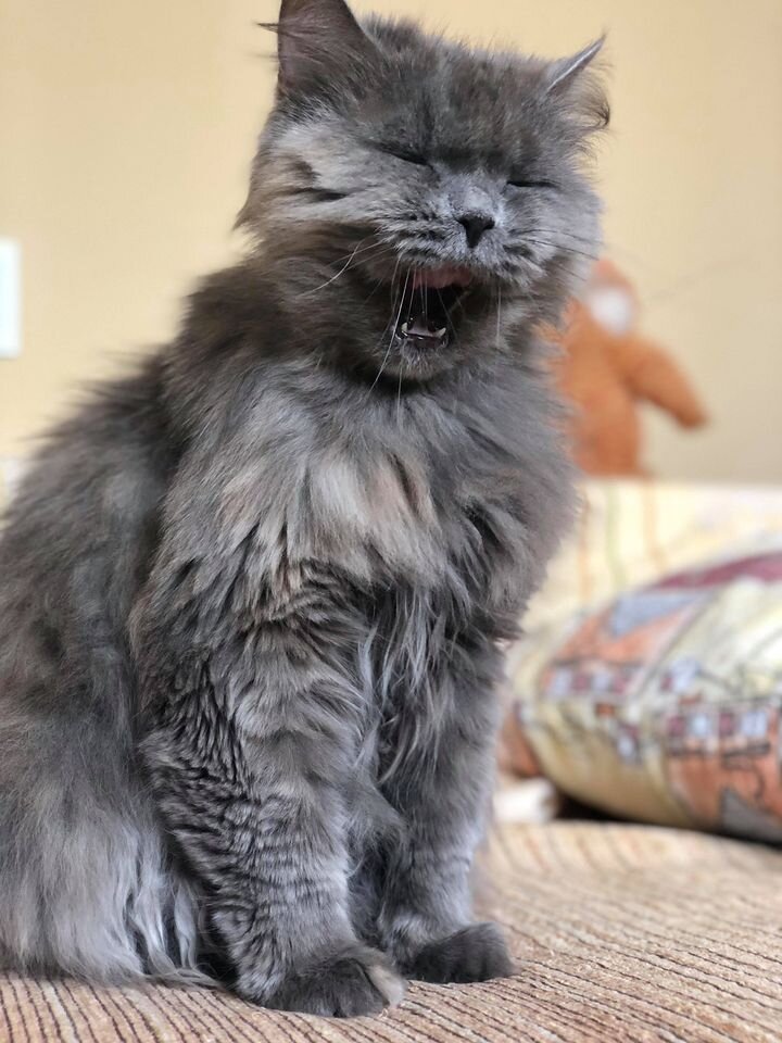 Зевание кошки не всегда означает, что она хочет спать, но часто является признаком того, что кошка испытывает тревогу.