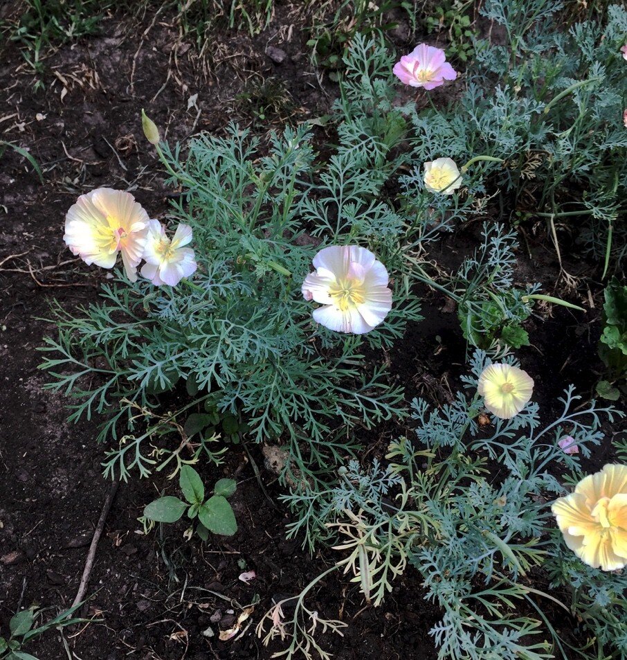 эшшольция аура. эшшольция стратификация семян. эшшольция калифорнийская буржуа. как выглядит рассада эшшольции. эшшольция махровая эшли.