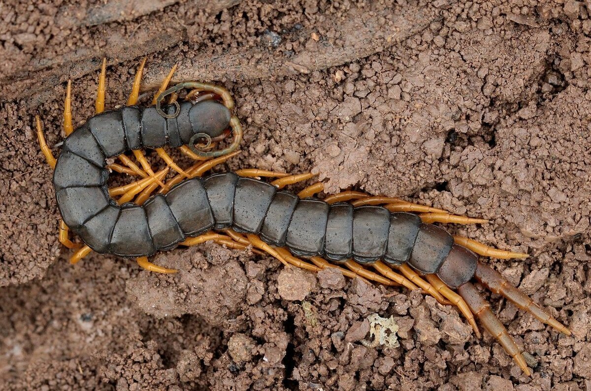 Кольчатая сколопендра. Фото с сайта stopklopu.com