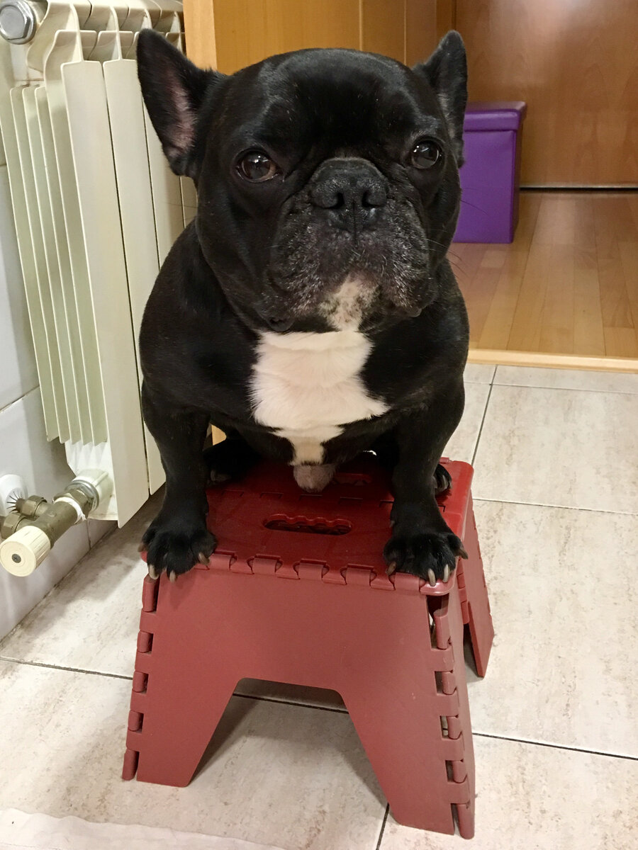 Тимушка. Фото Ирина Тесля.