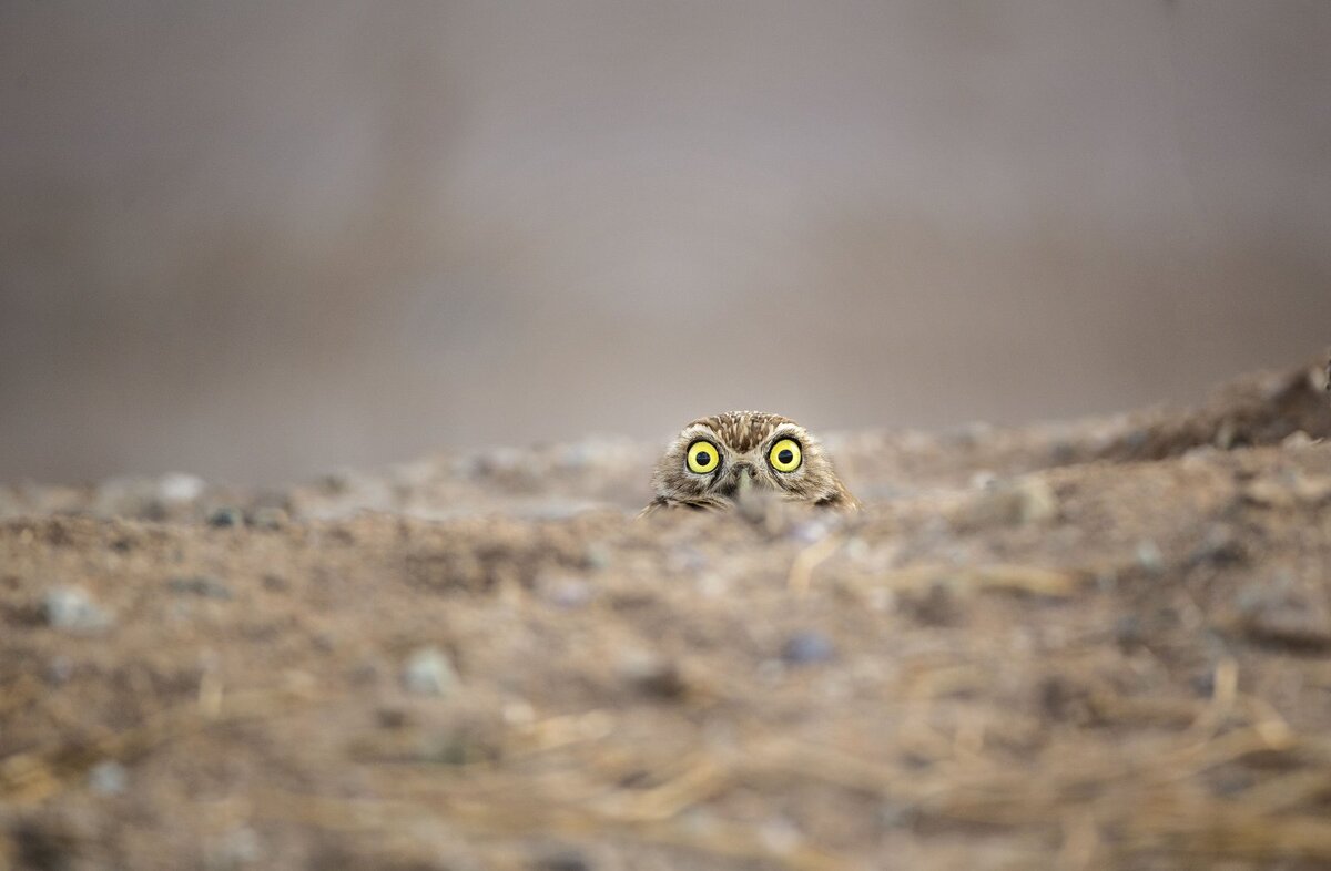 Shane Keena, "Peek-a-boo"