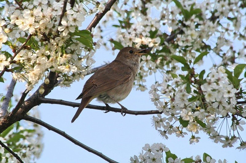 Анастасия Снегина
