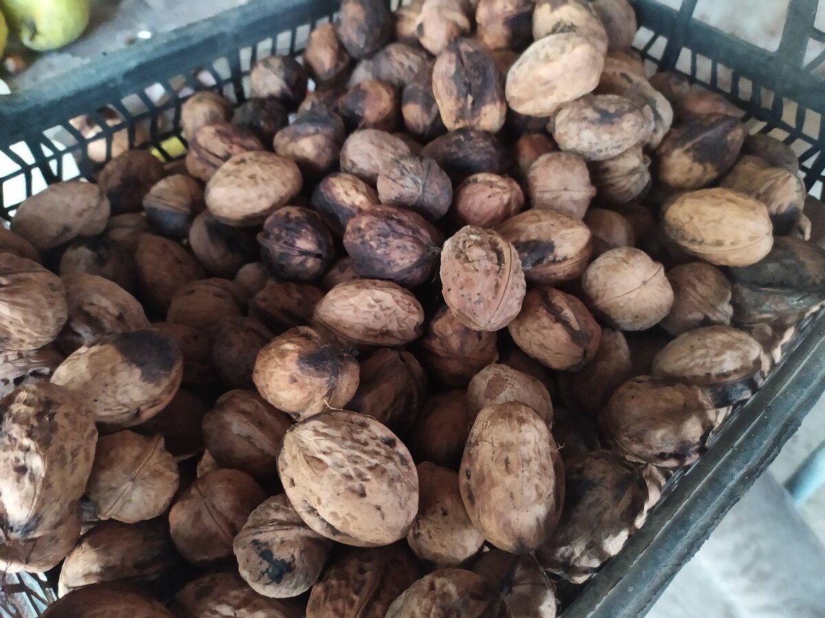 грецкий орех краснодар. орех грецкий. орехи урожай. орехи краснодар. орехи краснодарского края.
