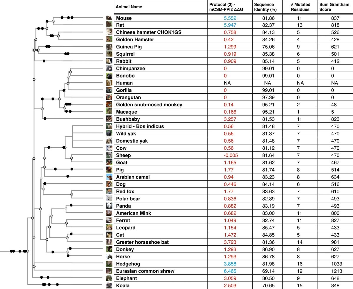 Филогенетическое дерево видов животных, с которыми люди вступают в тесный контакт  Фото: ENSEMBL