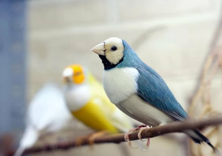 Амадина Гульдана: Жуткие инопланетные птенцы и их превращение в красивейшую  птичку | Книга животных | Дзен