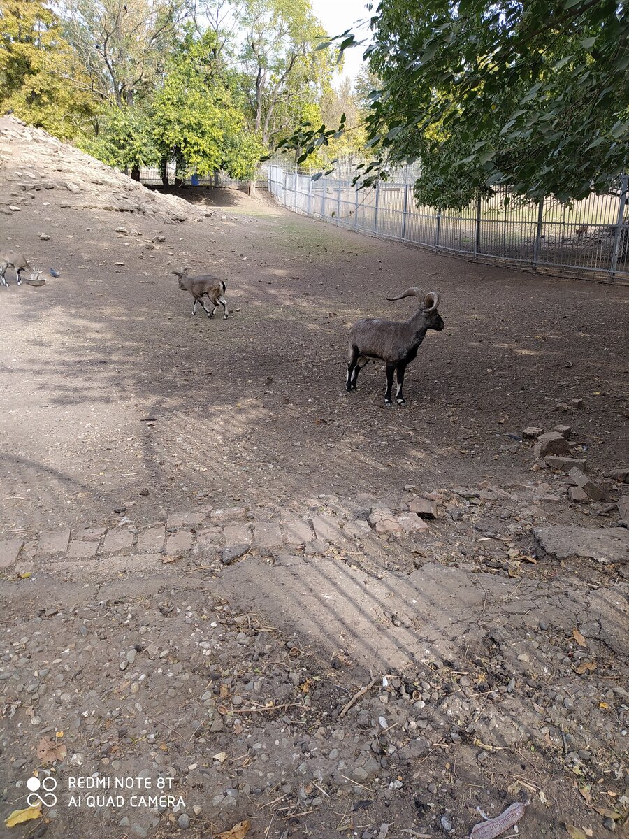 Голубой баран.