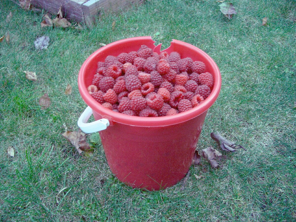 То самое битое перебитое ведро, в которое летом собирала клубнику:)