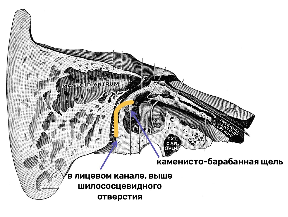 пирамида височной кости