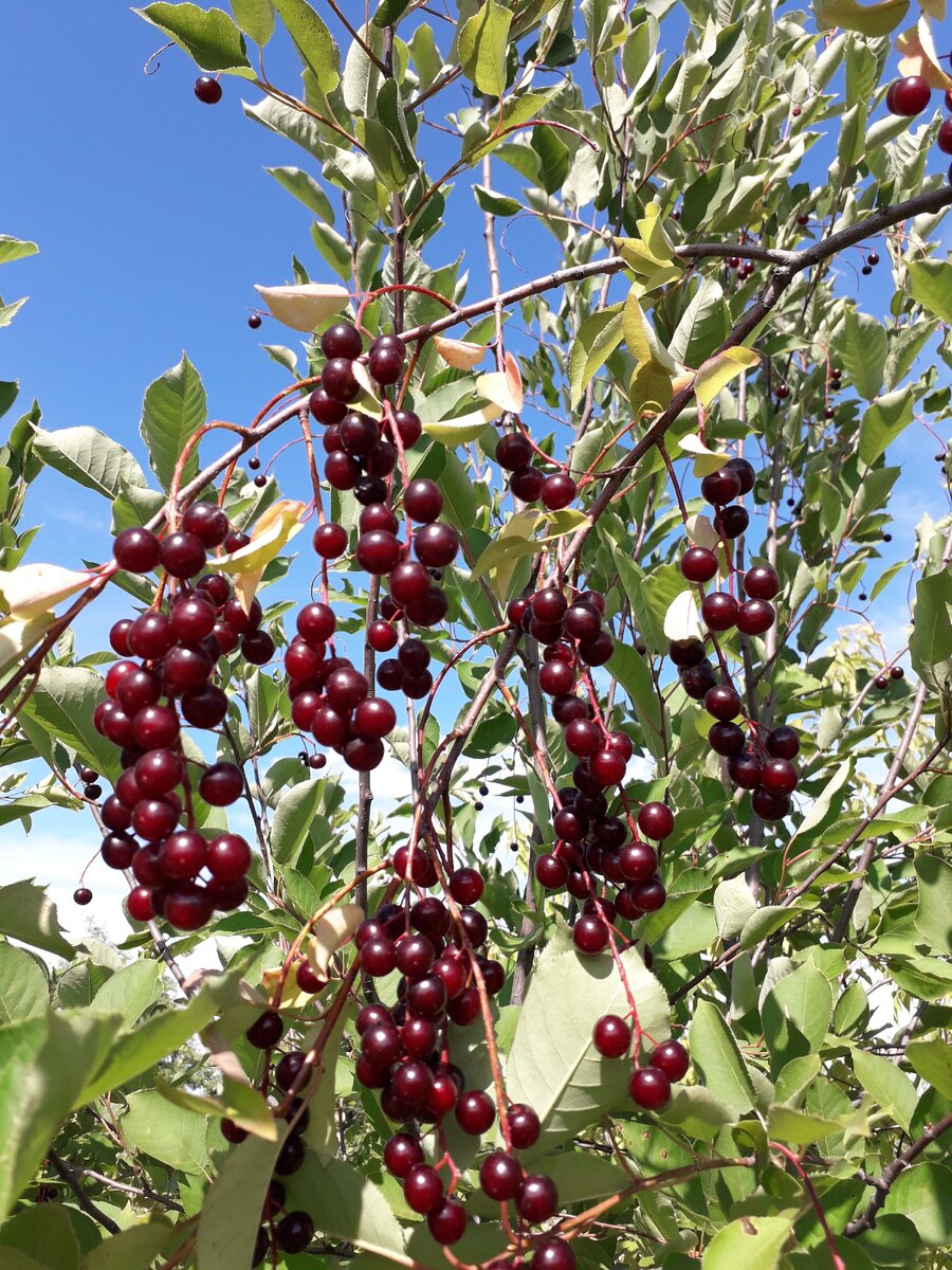 Фото  автора.  А    ИЗ    ЧЕРЕВИШНИ   Я     ПРИГОТОВИЛА    АМАРЕТТО