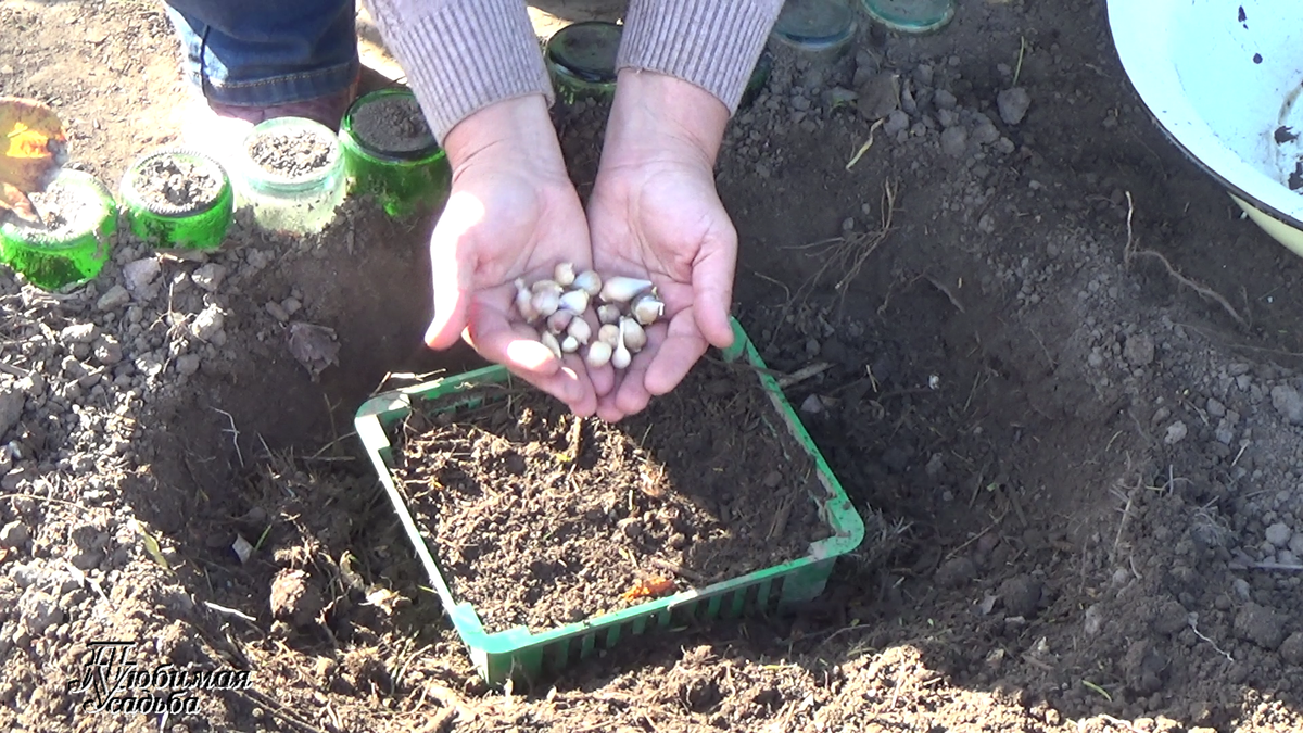 В октябре сажаю бульбочки чеснока для  оздоровления сорта