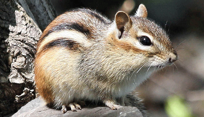 Бурундуки очень неприхотливы