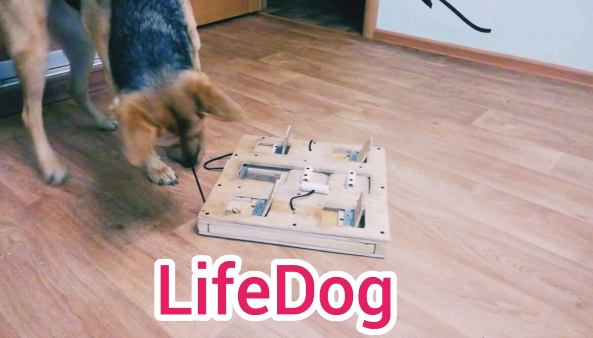 Поисковые игры для развития нюха у собак, в которые мы играем | LifeDog |  Дзен