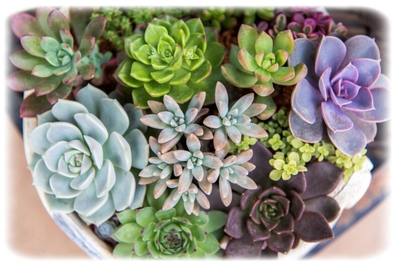 Фото из открытого источника