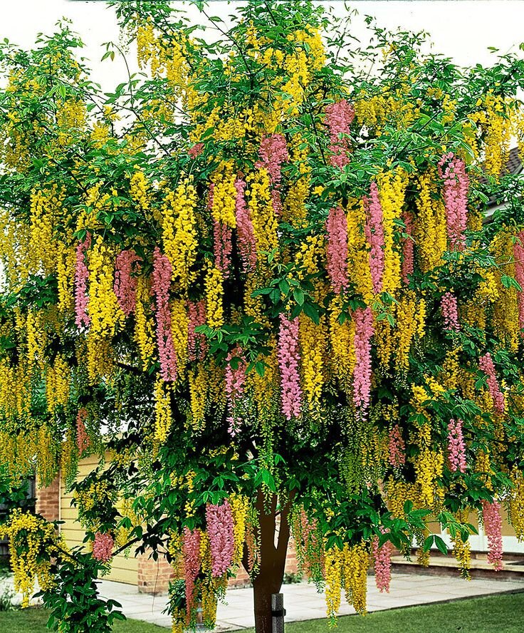 Картинка взята из свободных источников.