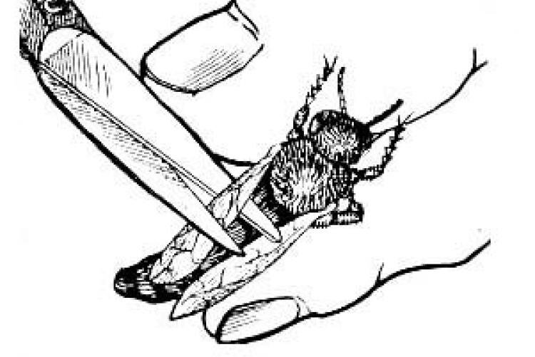 рисунок подрезка крыльев пчелиной матки. 