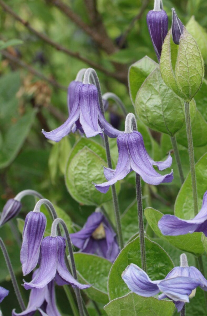  Клематис "integrifolia"