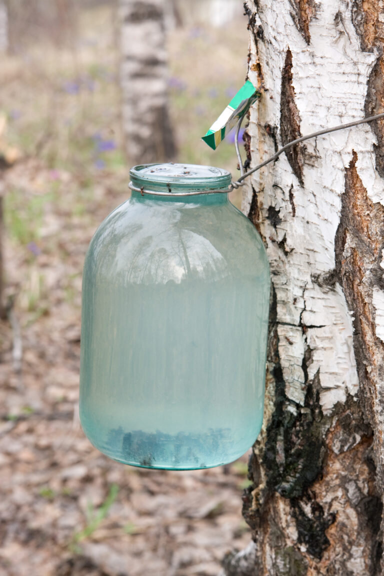 Как собирать березовый сок без вреда для дерева: пошаговая инструкция