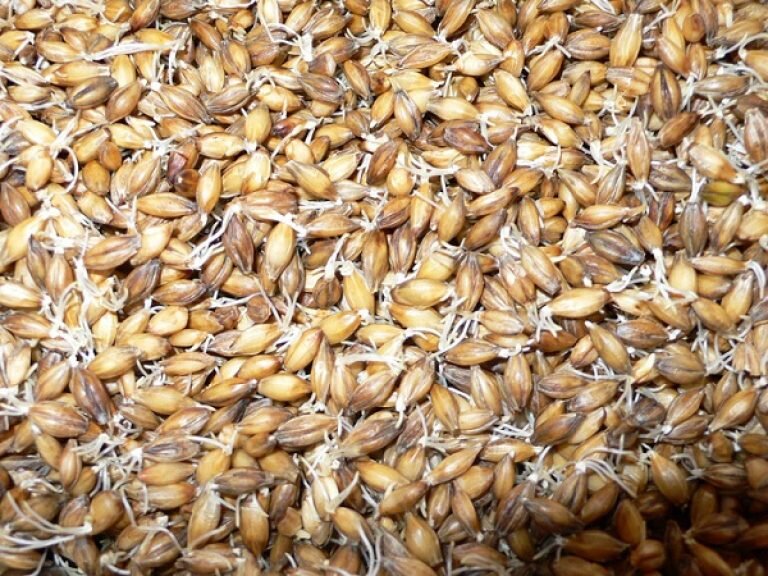 Хорошо проросший солод