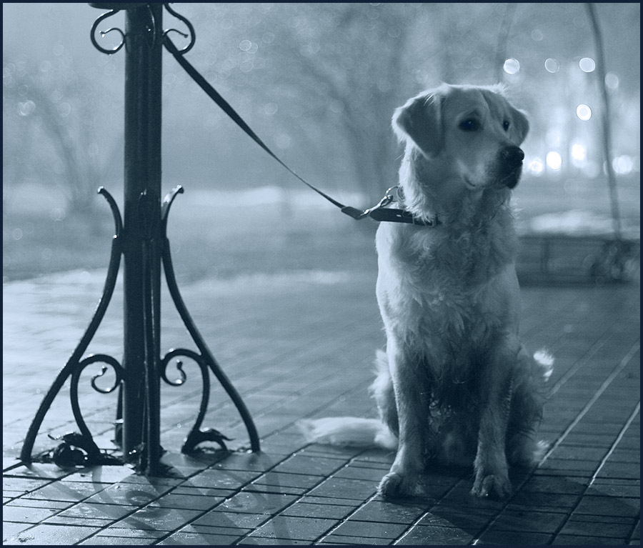Шарик.0