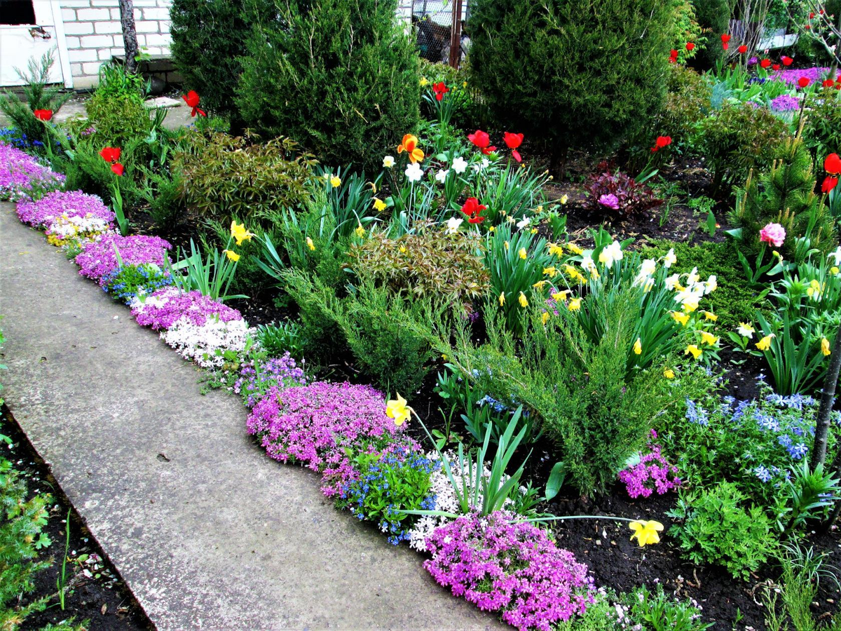 У дорожки в бордюре растут флоксы с вероникой нитчатой. 
