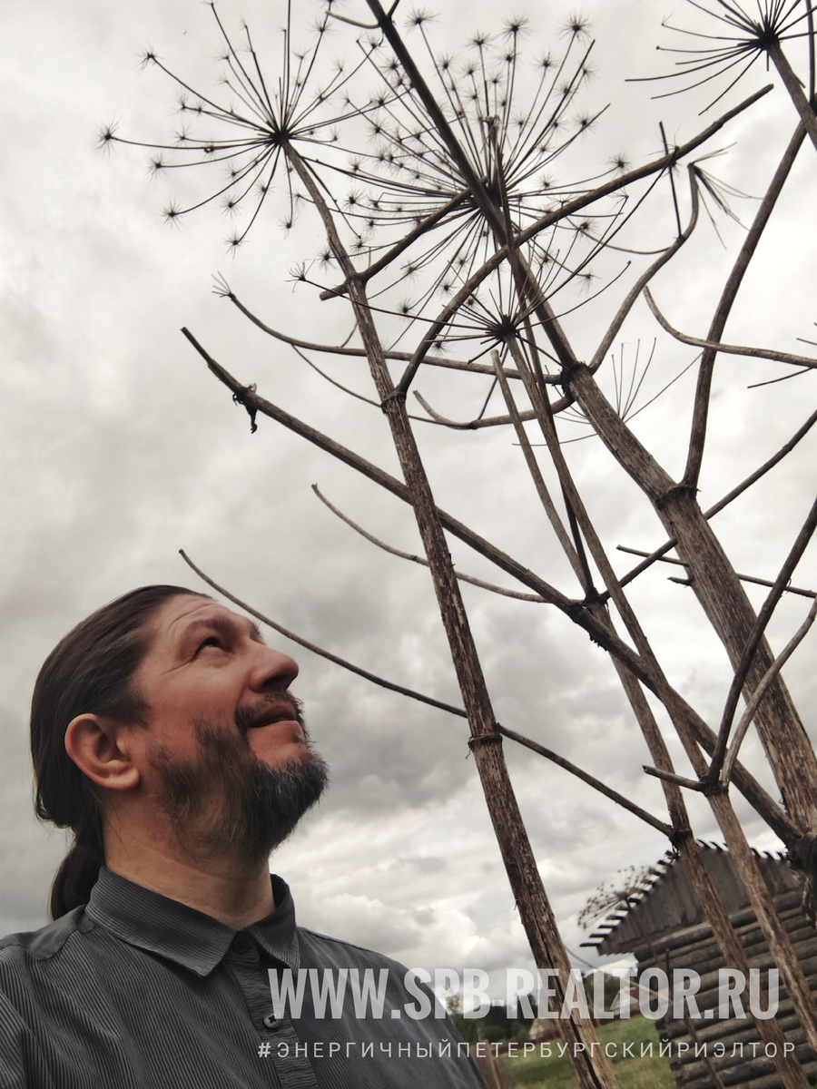 В высоту борщевик вырастает до 3-х метров