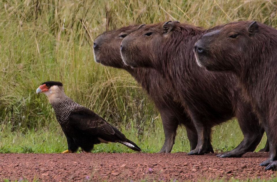 Фото: Susan Knowler/Comedy Wildlife Photography Awards 2019