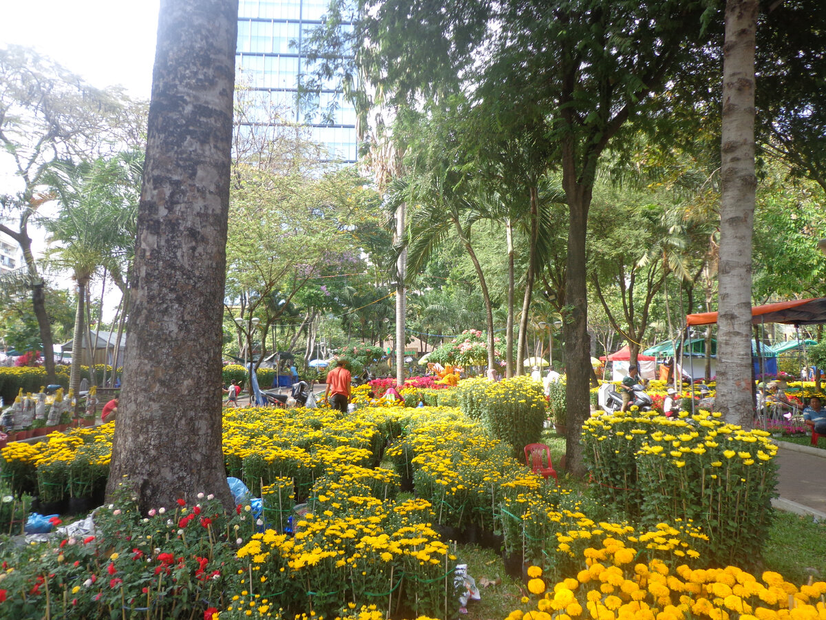 Самые новогодние цветы во Вьетнаме. Листайте!