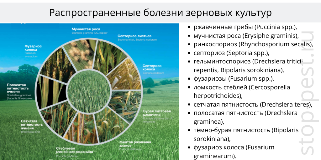 Болезни зерновых культур. Распространенные культуры сельскохозяйственные. Болезни зерновых культур фото и описание.