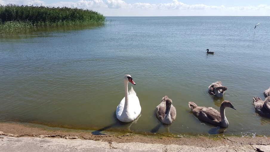 Лебеди это показать, что курорт в чистоте. 