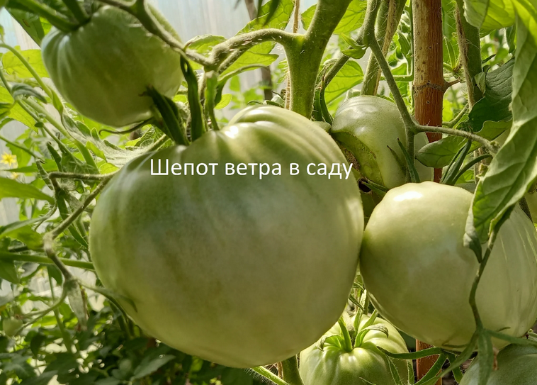 Томаты жируют, урожай падает, всего одно удобрение поможет исправить проблему, чтобы стало больше плодов3