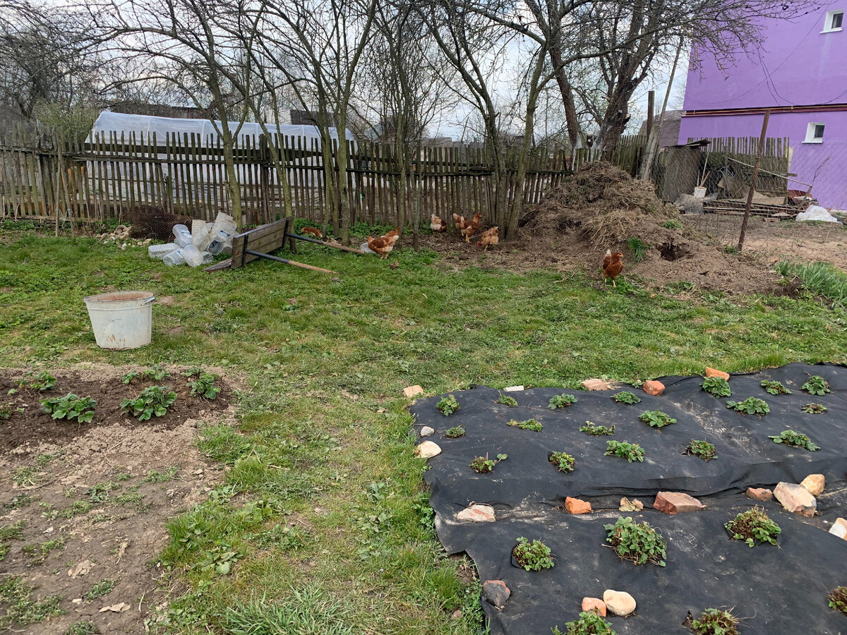 Наш огород весной