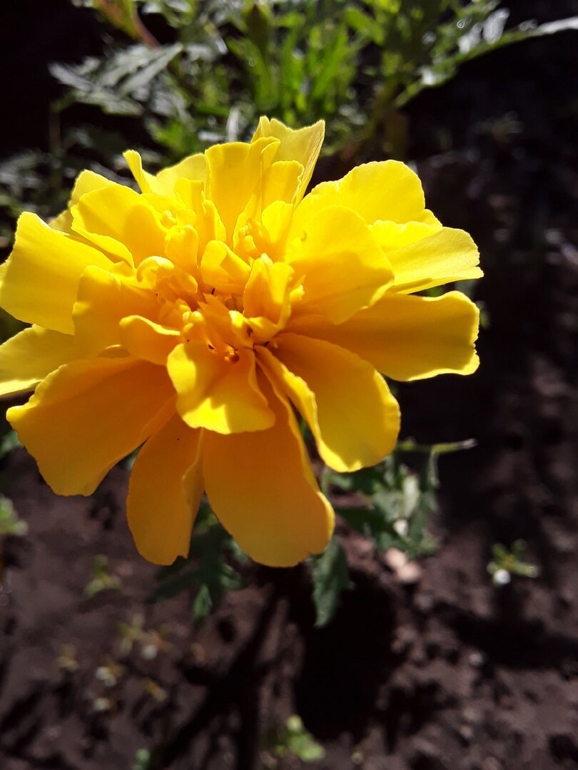 Цвет - ярко желтый, но куст хилый