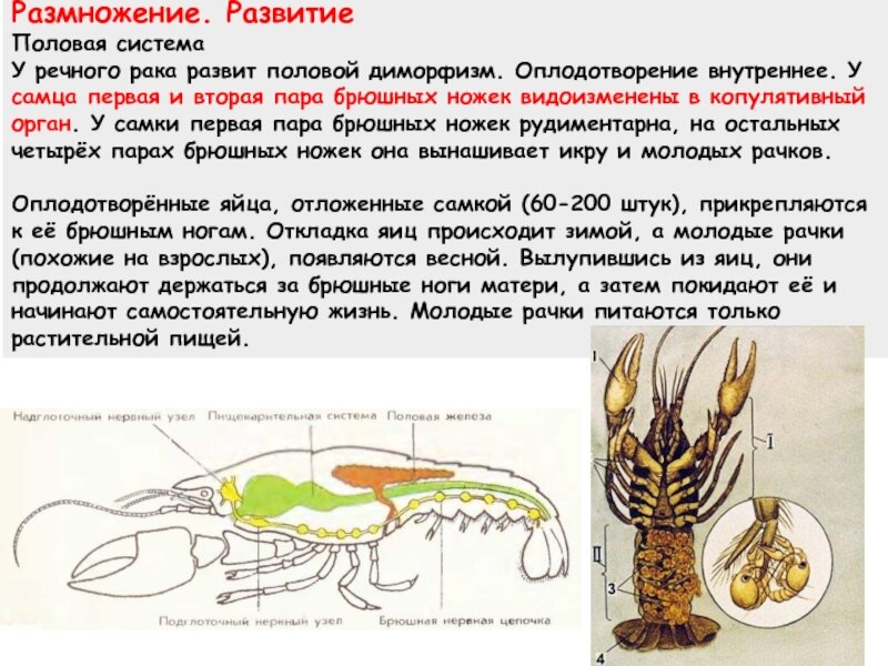 Как сделать искусственный пруд на приусадебном участке