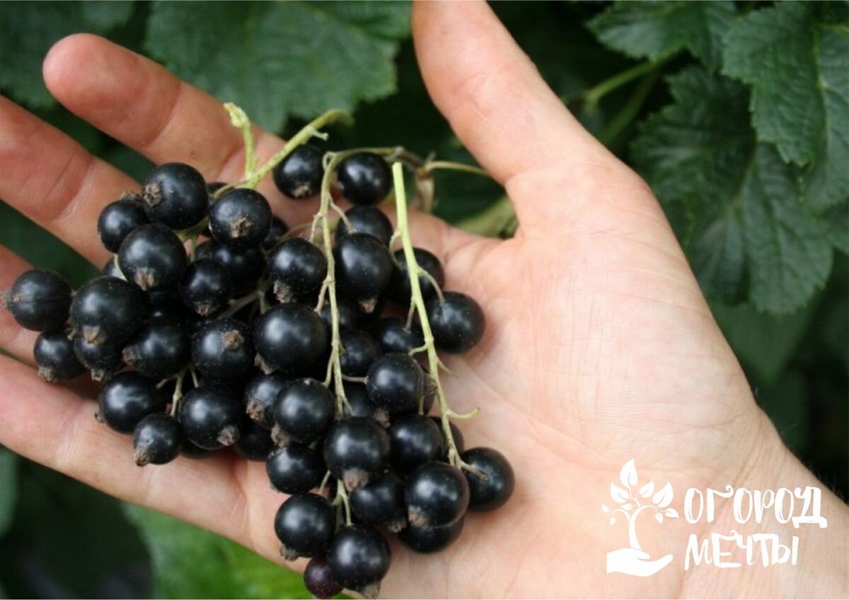 Смородина брянский агат. Смородина несравненная. Смородина селеченская 2. Смородина самые лучшие сорта. Смородина брянский агат.