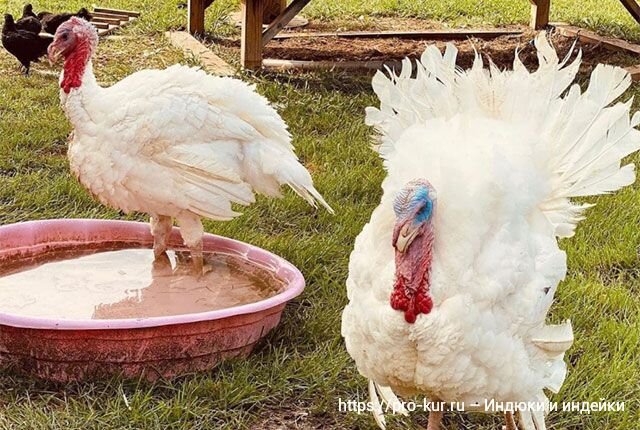 Добрый день! Обычно мясо любых птиц-бройлеров на вкус намного лучше обычного, так как оно мягче, сочнее и даже привлекательнее на вид.-19