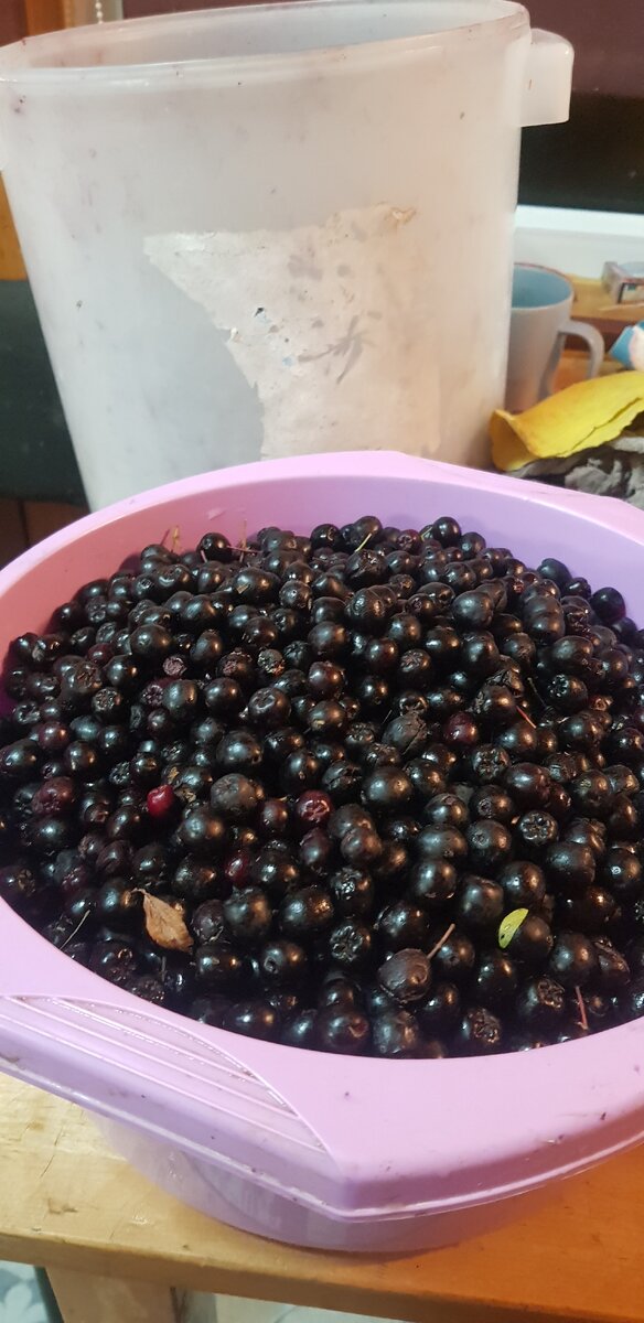 Черноплодная рябина 