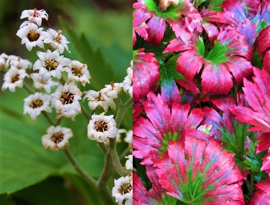 Фото с сайта: https://clck.ru/YHEFx.