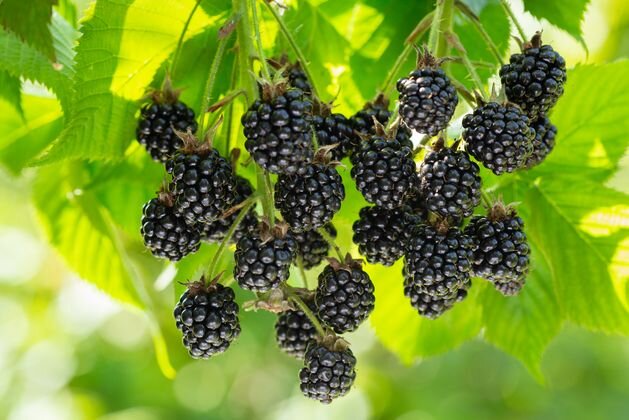 Что делать, чтобы ежевика обильно плодоносила