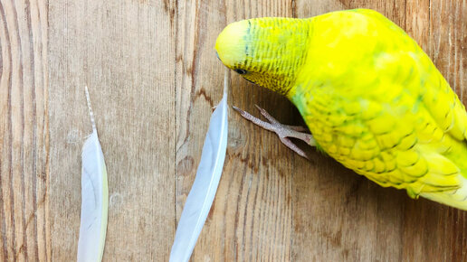 Выбираем правильную клетку для волнистого попугая: на что обратить внимание?