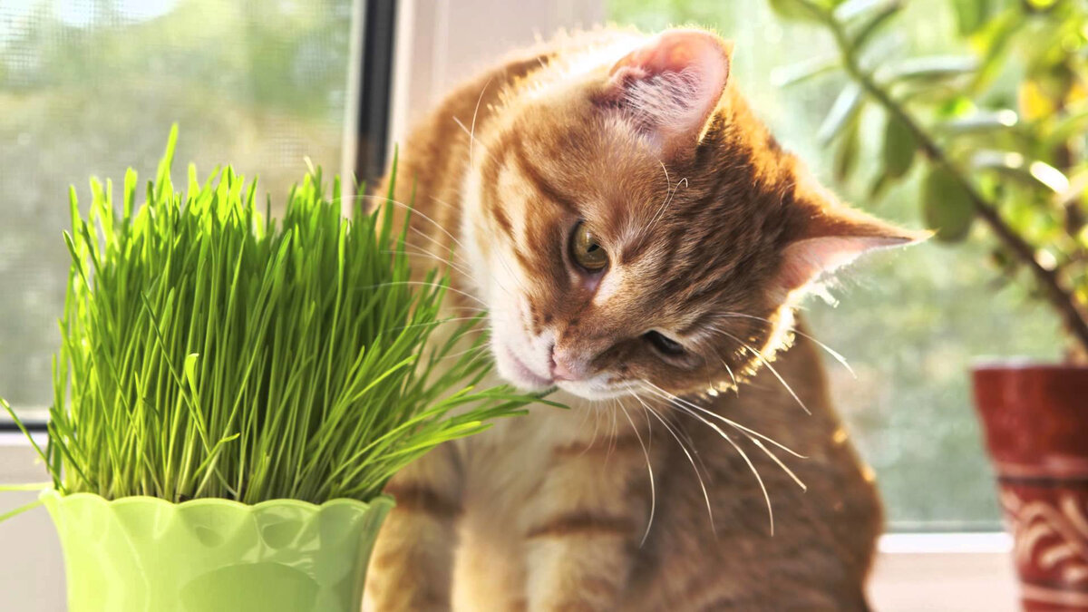 Если ваша кошка выходит на улицу, есть вероятность, что вы видели, как она ест траву. Возможно, вы даже видели, как кошку рвало травой. Но кошки - не коровы, так почему же они едят траву?-2