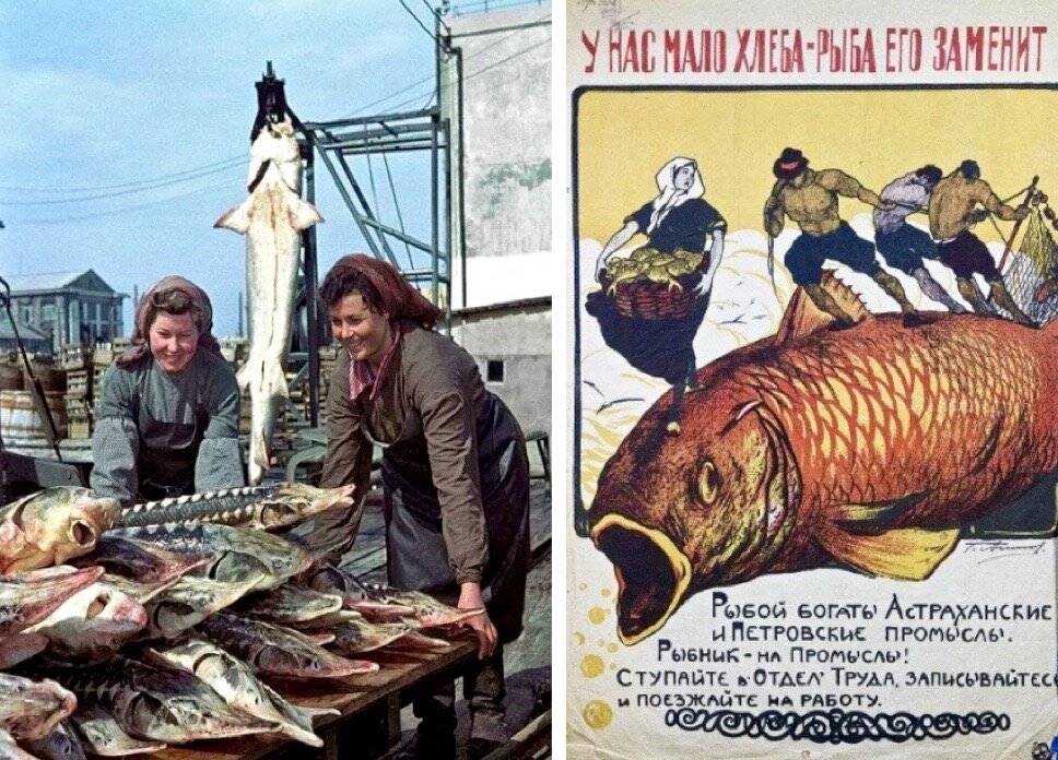 Керченский рыбный завод. Реклама - приглашение на работу на рыбный промысел.