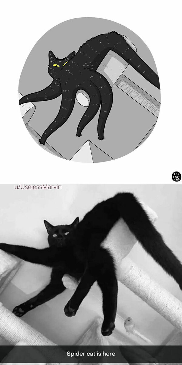 Фото: www.instagram.com/tactooncat/ 