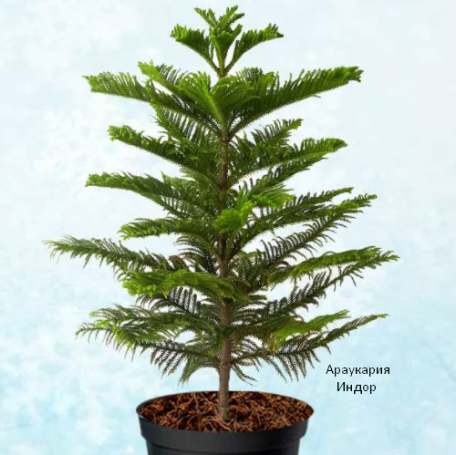 Араукария Индор. Скрин фото автора