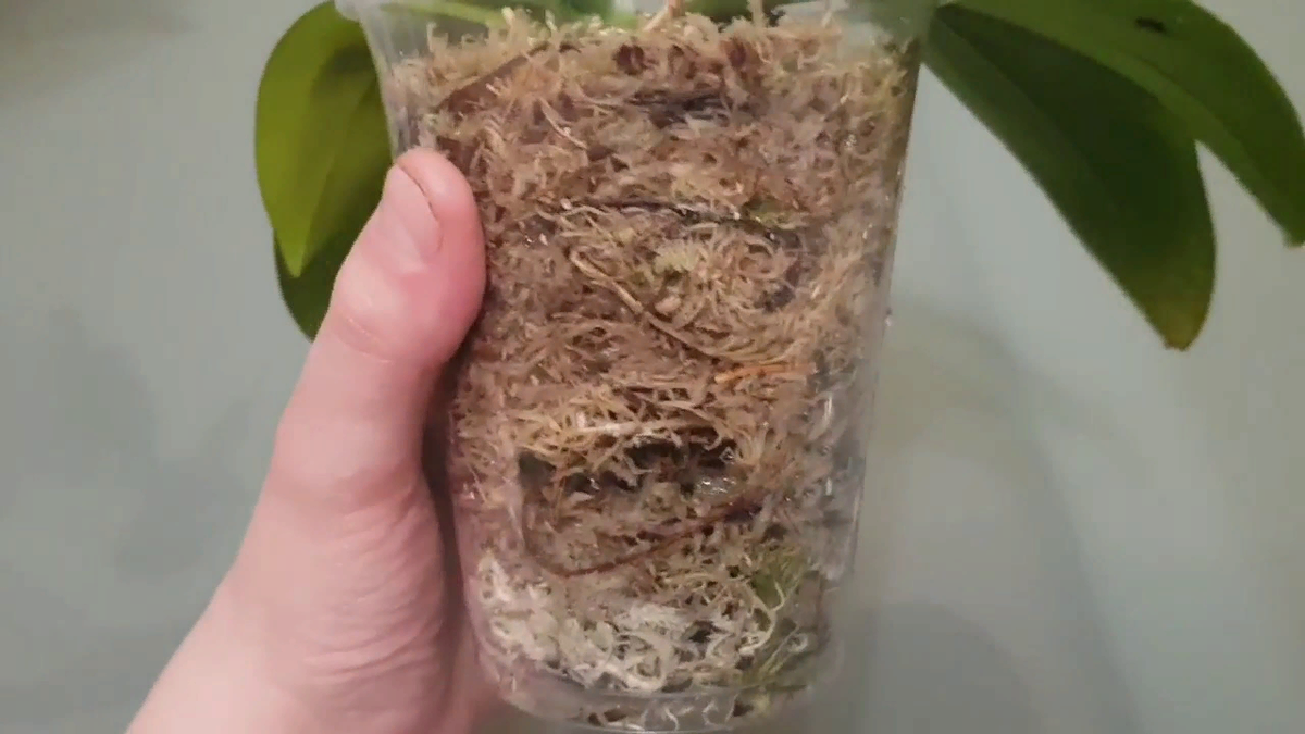 Способ «азиатского» выращивания