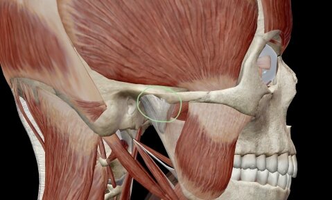 Височно-нижнечелюстной сустав - ВНЧС и жевательная мускулатура