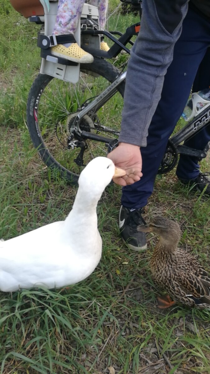                         Первое знакомство. Слева домашняя утка справа дикая.