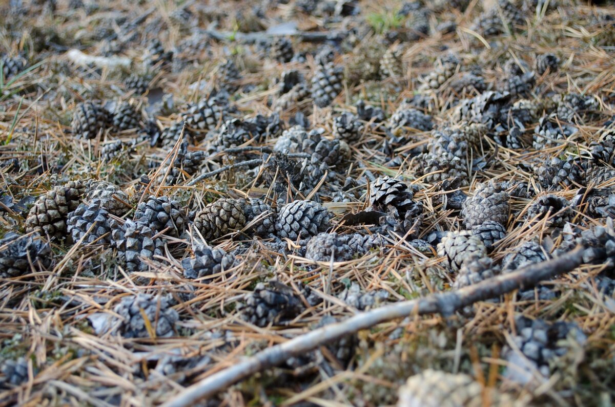 Вместо асфальта шишки