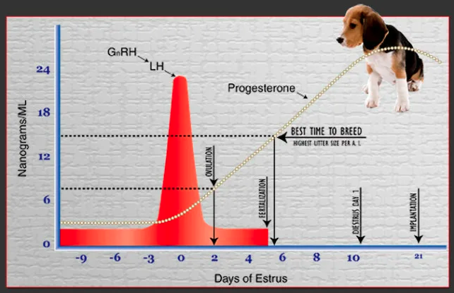 Планирование сроков вязки у собак