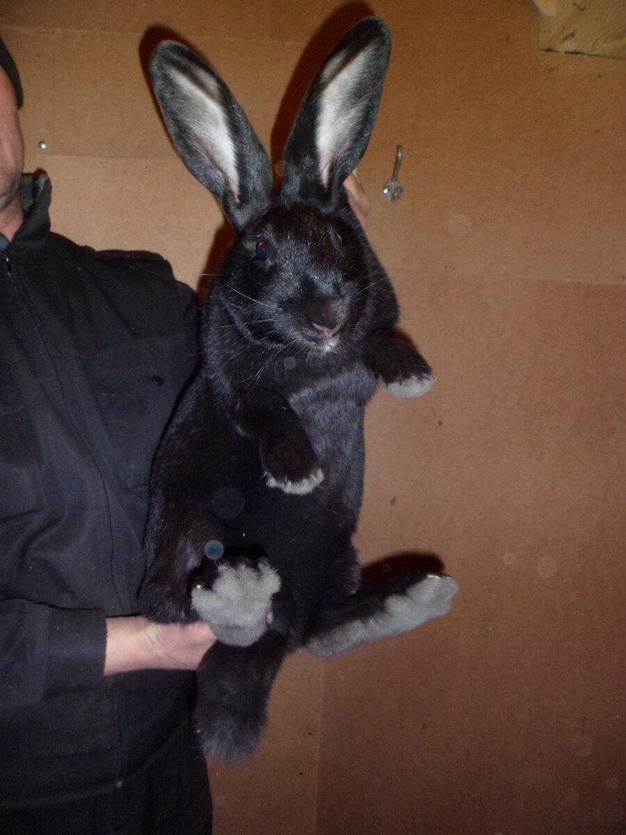 Чёрно - бурый.